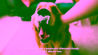 Pets Plus Us Say Yes to the Vet Ad Commercial Brand Imagery Photoshoot 1