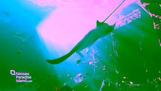 Nassau & Paradise Island Tourism NPI Family 15 Summer Offer 16x9 Ad Commercial Brand Imagery Photoshoot 0