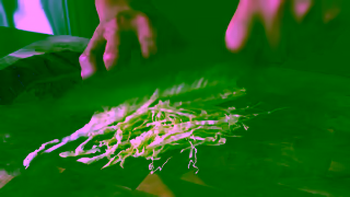 Inghams Chicken Always Good With Dan 15 Ad Commercial Brand Imagery Photoshoot 1