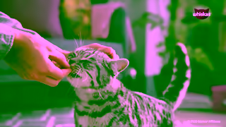 Whiskas Take them to PURRADISE Ad Commercial Brand Imagery Photoshoot 0