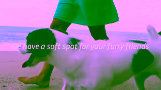 Coast Hotels Pet Friendly Hotels Ad Commercial Brand Imagery Photoshoot 0