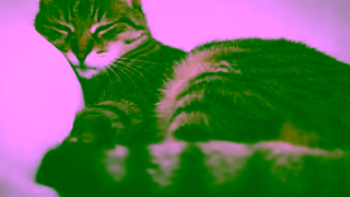 Coast Hotels Pet Friendly Hotels Ad Commercial Brand Imagery Photoshoot 2