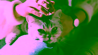 Whiskas WHISKAS Purradise 6 Ad Commercial Brand Imagery Photoshoot 0