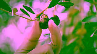 Filippo Berio 01264 01 uncompromising quality 16x9 trueview ad 30sec 1080p 1 Ad Commercial Brand Imagery Photoshoot 0