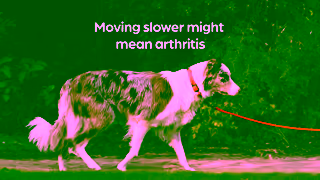 Zoetis CA EN Spot the first signs of pain in your dog Ad Commercial Brand Imagery Photoshoot 0