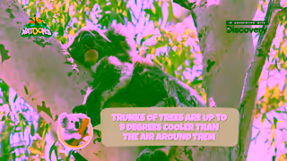 Kinder Kinder Surprise Natoons Discovery Koala 15 Ad Commercial Brand Imagery Photoshoot 1