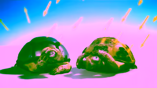 Resene Cool Turtles Ad Commercial Brand Imagery Photoshoot 0