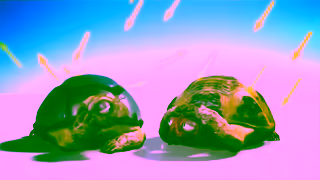 Resene Cool Turtles Ad Commercial Brand Imagery Photoshoot 1