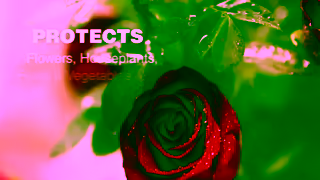 Safer Brand Safer Brand Garden Insect Control Ad Commercial Brand Imagery Photoshoot 1
