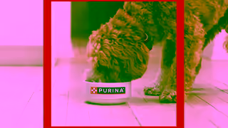 Purina Quality Dog Food Just Look for Our Name Ad Commercial Brand Imagery Photoshoot 2
