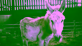 The Donkey Sanctuary Q4 RG 45s Ad Commercial Brand Imagery Photoshoot 1