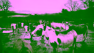 The Donkey Sanctuary Q4 RG 45s Ad Commercial Brand Imagery Photoshoot 2