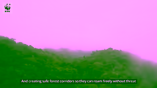 WWF Helping Atlantic Forests Ad Commercial Brand Imagery Photoshoot 2