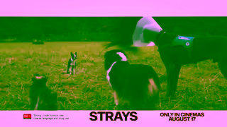 Universal Pictures STRAYS Eagle In Cinemas August 17 Ad Commercial Brand Imagery Photoshoot 1