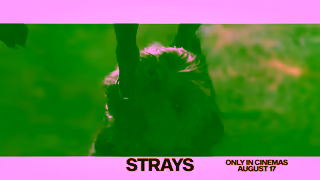 Universal Pictures STRAYS Eagle In Cinemas August 17 Ad Commercial Brand Imagery Photoshoot 2