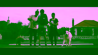 ANZ Dog Daycare 15s Ad Commercial Brand Imagery Photoshoot 0