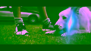 ANZ Dog Daycare 15s Ad Commercial Brand Imagery Photoshoot 2