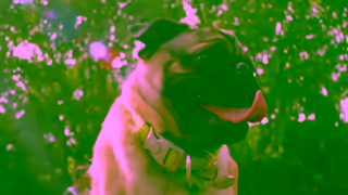 The Dog Lovers Festival Dog Lovers Festival Sydney 2024 30 Sec TVC Ad Commercial Brand Imagery Photoshoot 0