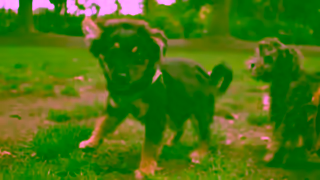 The Dog Lovers Festival Dog Lovers Festival Sydney 2024 30 Sec TVC Ad Commercial Brand Imagery Photoshoot 1
