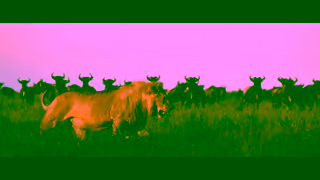 Abercrombie & Kent The most thrilling safaris in Africa Ad Commercial Brand Imagery Photoshoot 2