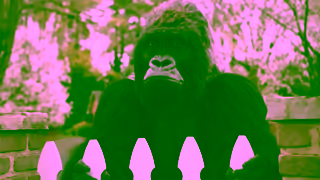 GORILLA Glue Original Gorilla Glue Fence Ad Commercial Brand Imagery Photoshoot 2