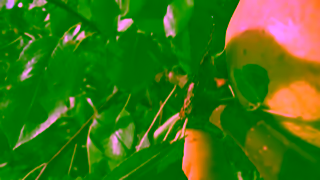 Jo Malone London English Pear Jo Malone London Ad Commercial Brand Imagery Photoshoot 1