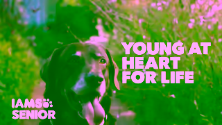 IAMS IAMS Equity Young At Heart 06 Ad Commercial Brand Imagery Photoshoot 0