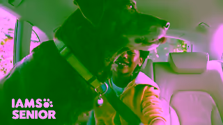IAMS IAMS Equity Young At Heart 06 Ad Commercial Brand Imagery Photoshoot 1