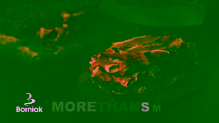 Borniak BORNIAK MoreThanSmoke BBQ Ad Commercial Brand Imagery Photoshoot 2