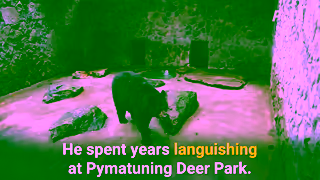 PETA Bosco the Bear Has Died but Other Animals Need Your Help Ad Commercial Brand Imagery Photoshoot 0