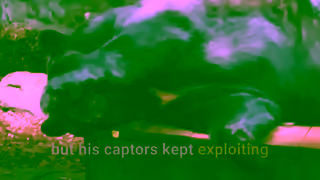 PETA Bosco the Bear Has Died but Other Animals Need Your Help Ad Commercial Brand Imagery Photoshoot 1