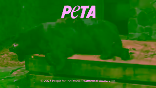 PETA Bosco the Bear Has Died but Other Animals Need Your Help Ad Commercial Brand Imagery Photoshoot 2