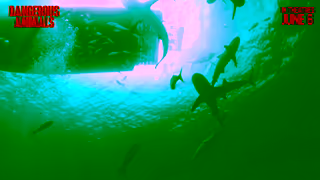 Elevation Pictures DANGEROUS ANIMALS In theatres June 6 Ad Commercial Brand Imagery Photoshoot 0