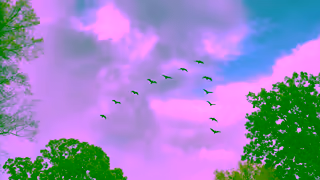 DIRECTV DIRECTV For The Birds Flyover 15 Ad Commercial Brand Imagery Photoshoot 1