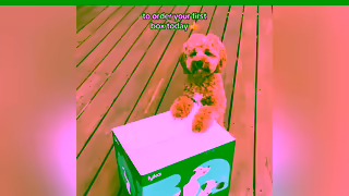 Lyka Pet Food Nourish your dog inside and out with Lyka Ad Commercial Brand Imagery Photoshoot 2