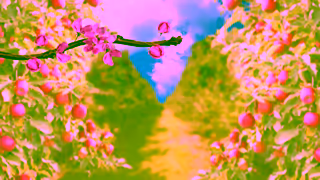 Pink Lady Apple 200 days of sunsoaked splendor Ad Commercial Brand Imagery Photoshoot 0