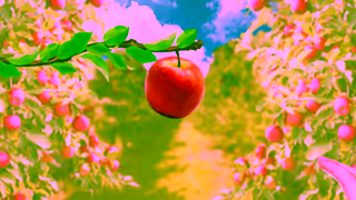 Pink Lady Apple 200 days of sunsoaked splendor Ad Commercial Brand Imagery Photoshoot 1