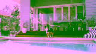 PetCircle Kennels 30 second Ad Commercial Brand Imagery Photoshoot 1