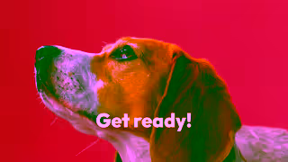 Buddy Pet Insurance Buddy Pet Insurance Tiktok 15s Ad Commercial Brand Imagery Photoshoot 1