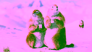 Les 2 Marmottes Les 2 Marmottes Thyme and New teas 100 plant No added flavouring Made in the French Alps Ad Commercial Brand Imagery Photoshoot 1