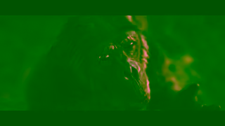 Royal Ontario Museum ROM Immortal Natures Symphony Ad Commercial Brand Imagery Photoshoot 1