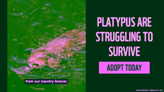 WWF ADOPT A PLATYPUS WWFAustralia Ad Commercial Brand Imagery Photoshoot 2