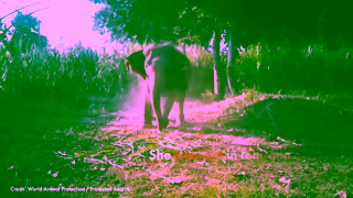 World Animal Protection Baby Boonshoo is taken from his mother to become a tourist attraction Ad Commercial Brand Imagery Photoshoot 0