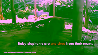 World Animal Protection Baby Boonshoo is taken from his mother to become a tourist attraction Ad Commercial Brand Imagery Photoshoot 1