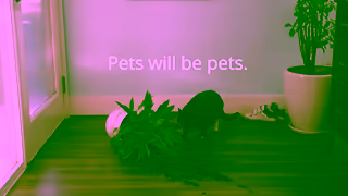 Healthy Paws Insurance Healthy Paws Pet Insurance Get Your Pets Protected Ad Commercial Brand Imagery Photoshoot 0