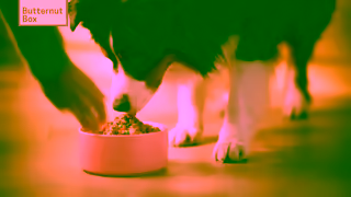 Butternut Box Summer Campaign20sTVC 1 Ad Commercial Brand Imagery Photoshoot 2