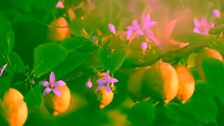 Simply Beverages Bumper Excite 6s EN Ad Commercial Brand Imagery Photoshoot 1