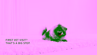 Royal Canin Prepare for your puppys first vet visit Ad Commercial Brand Imagery Photoshoot 0