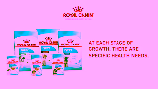 Royal Canin Prepare for your puppys first vet visit Ad Commercial Brand Imagery Photoshoot 2