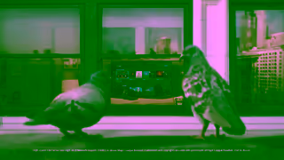 DIRECTV DIRECTV For The Birds The Good Stuff 15 Ad Commercial Brand Imagery Photoshoot 0